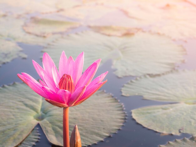 fond de fleur de lotus en fleurs