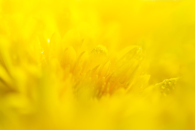 Fond de fleur macro jaune, macro de pétales de chrysanthème jaune