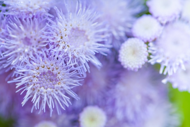 Fond de fleur de macro