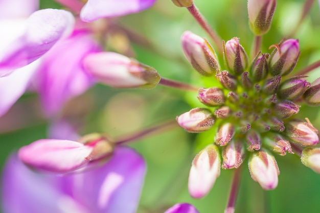 Fond de fleur de macro