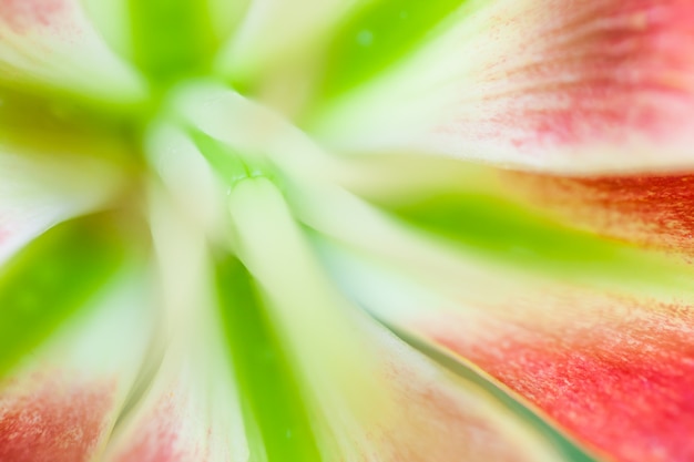 Fond de fleur de macro