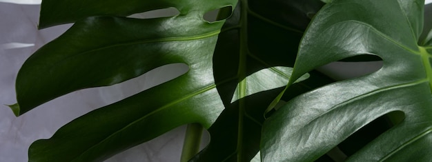 Fond de fleur de Monstera Bannière Le concept de minimalisme Monstera deliciosa ou fond de feuilles tropicales de fromage suisse