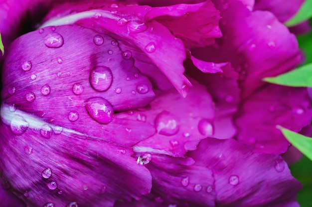 Fond de fleur de pivoine