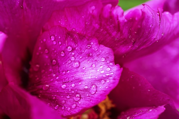 Fond de fleur de pivoine