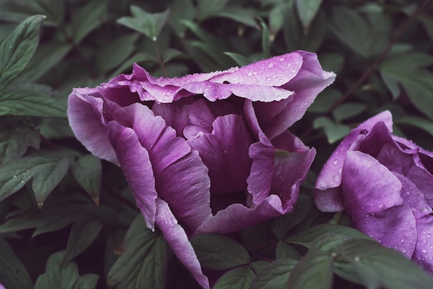 Fond de fleur de pivoine