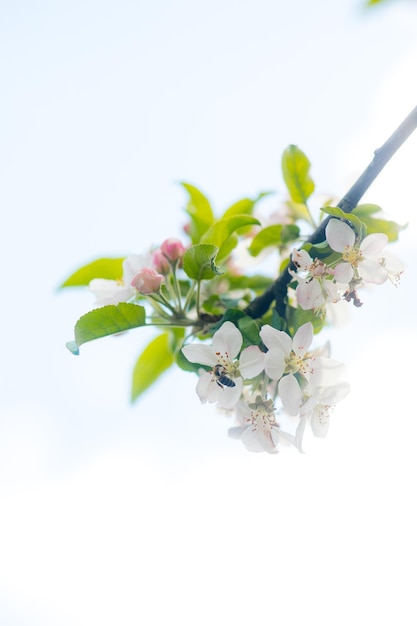 Fond de fleur de pommier au printemps avec soleil Belle scène de la nature avec pommier en fleurs