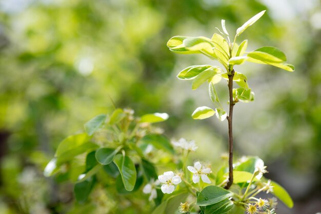 Fond de fleur de pommier au printemps avec soleil Belle scène de la nature avec pommier en fleurs