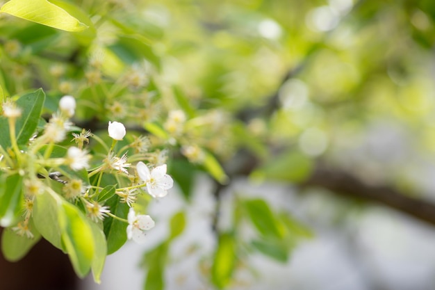 Fond de fleur de pommier au printemps avec soleil Belle scène de la nature avec pommier en fleurs