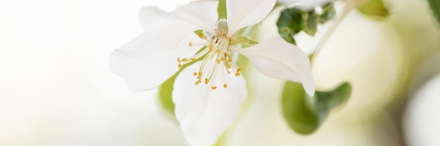 Fond de fleur de pommier au printemps avec soleil Belle scène de la nature avec pommier en fleurs