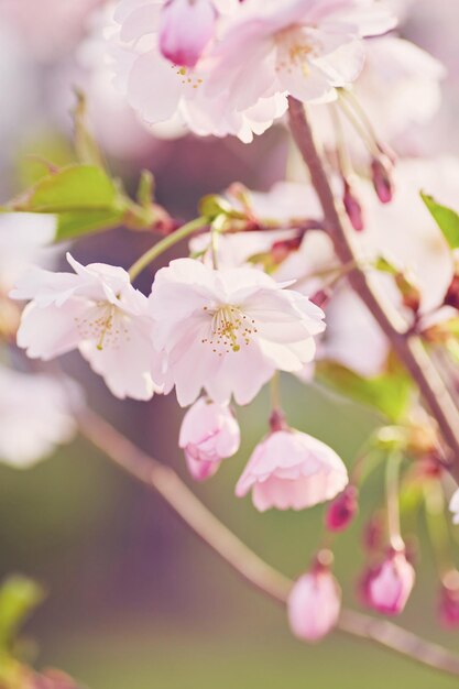 Fond de fleur de printemps belle scène de nature avec arbre en fleurs et éclat de soleil