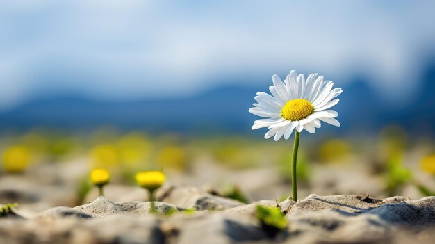 Le fond de la fleur de printemps de la nature est solitaire