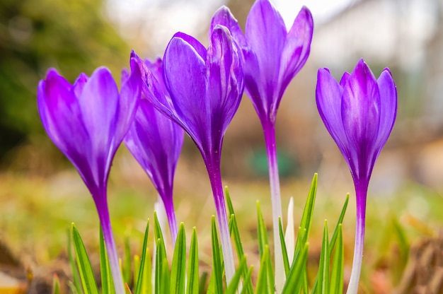 Fond de fleur de printemps