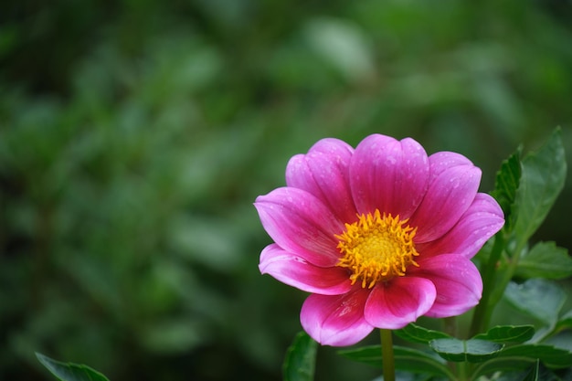 Fond avec fleur rose vif sur fond vert