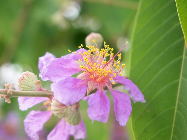 fond à la fleur rose