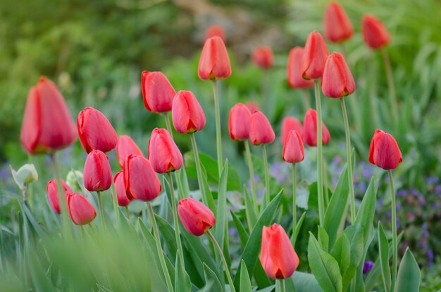 Fond de fleur de tulipe rouge Tulipe rouge dans le jardin Champ coloré de tulipes rouges