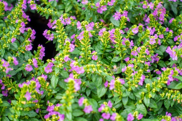 Fond de fleur verte