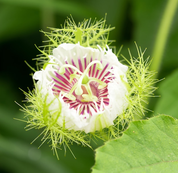 Fond de fleur