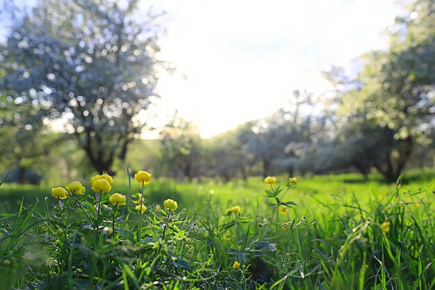 fond de fleurs abstraites d'été, arrière-plan flou printanier inhabituel