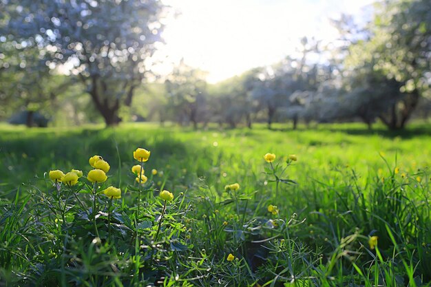 fond de fleurs abstraites d'été, arrière-plan flou de printemps inhabituel