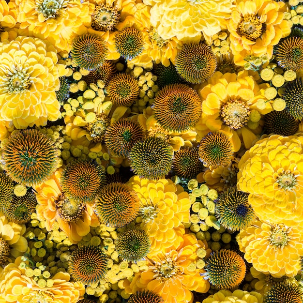 Fond de fleurs automnales jaune. Vue de dessus