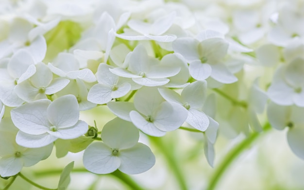 Fond de fleurs blanches hortensia ou hortensia en fleurs