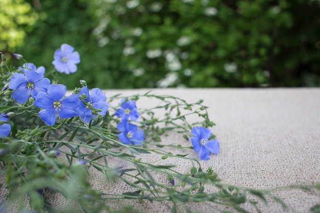 fond de fleurs bleues