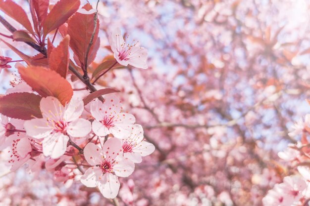 Fond de fleurs de cerisier de printemps, cerisier en fleurs Close Up