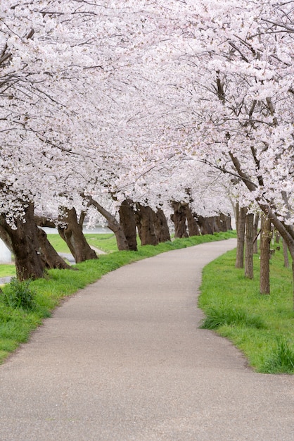 Fond de fleurs de cerisier sakura au printemps