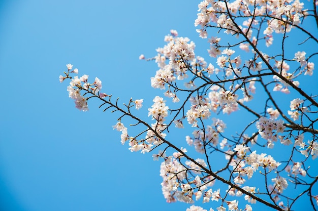 Fond de fleurs de cerisier Sakura avec un ciel clair pendant la saison du printemps à Kyoto au Japon