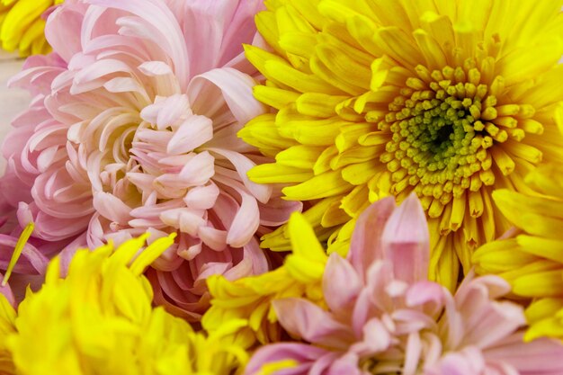 Fond des fleurs de chrysanthème colorées