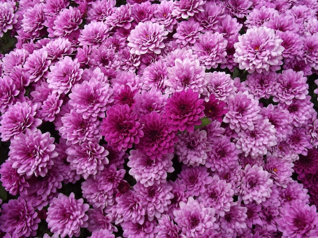 Fond de fleurs de chrysanthème violet naturel, papier peint