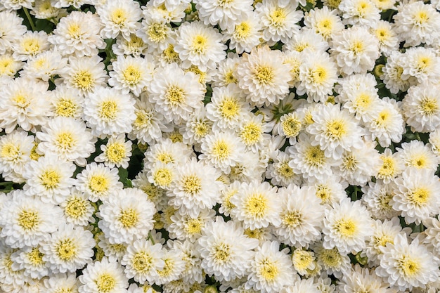 fond de fleurs de chrysanthème