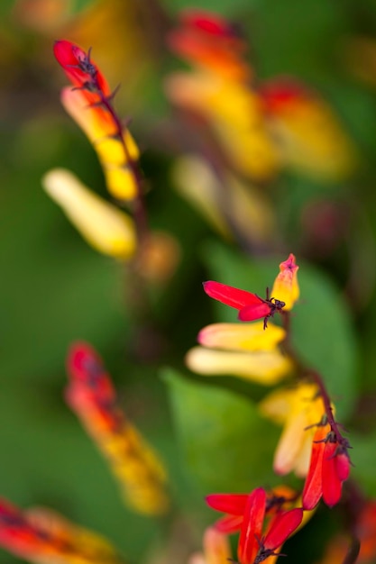 Fond de fleurs colorées dans un jardin