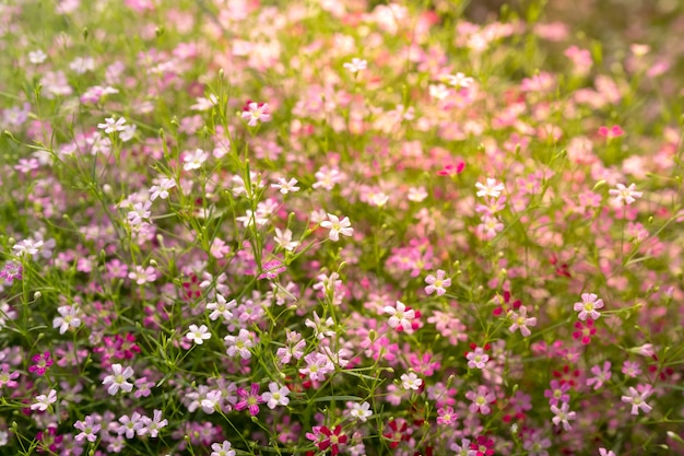 Fond de fleurs de couleur pastel