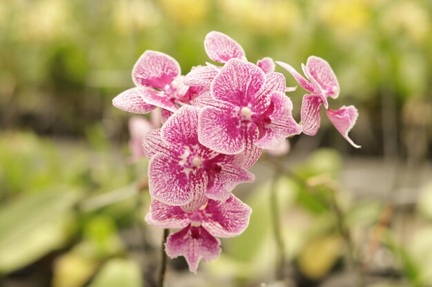 fond de fleurs de la cour du jardin fleuri