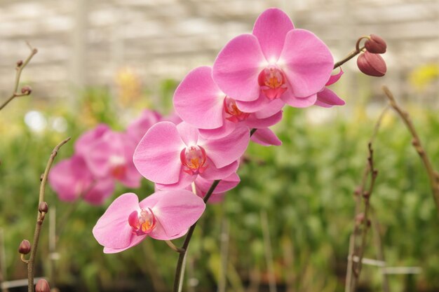 fond de fleurs de la cour du jardin fleuri