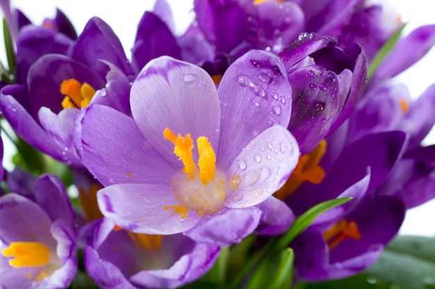 Fond de fleurs de crocus de vacances de printemps (macro)