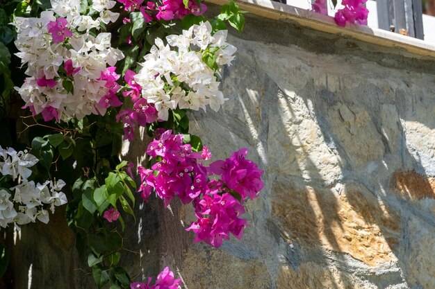 Fond de fleurs dans le jardin