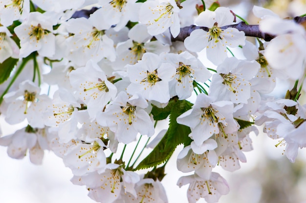 Le fond des fleurs est cerise. Fleurs de cerisier blanches blossom_