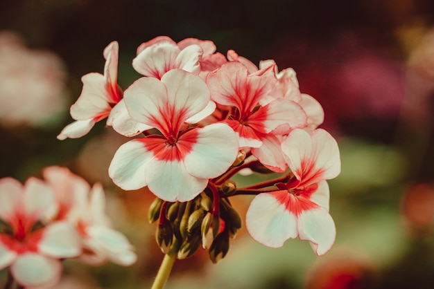 Photo fond de fleurs. fleur pourpre rose dans le jardin avec effet de filtre rétro style vintage