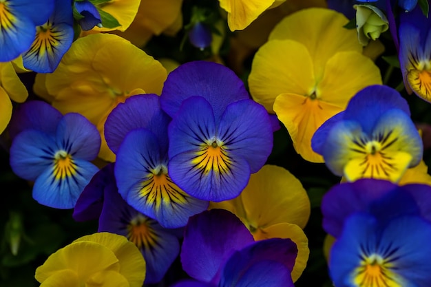 Fond avec des fleurs Fleurs d'alto jaune et bleu Fleur de pensées