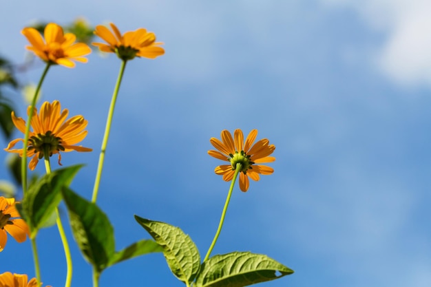 Fond de fleurs, gros plan