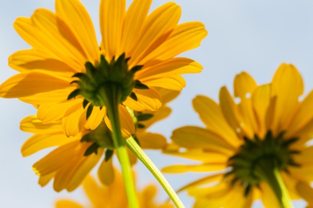 Fond de fleurs, gros plan