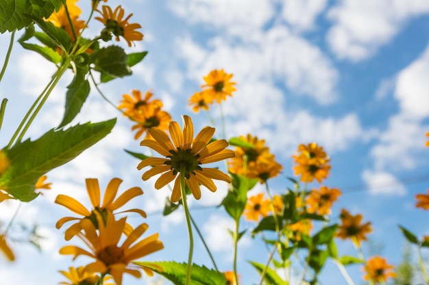 Fond de fleurs, gros plan