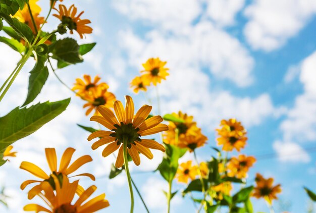 Fond de fleurs, gros plan