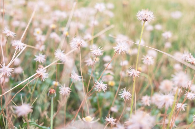 Fond de fleurs d&#39;herbe en été