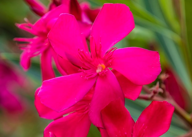 Fond de fleurs d'hibiscus