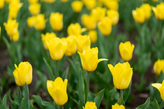 Fond de fleurs jaunes en plein air fleurs de saison de printemps Mise au point sélective