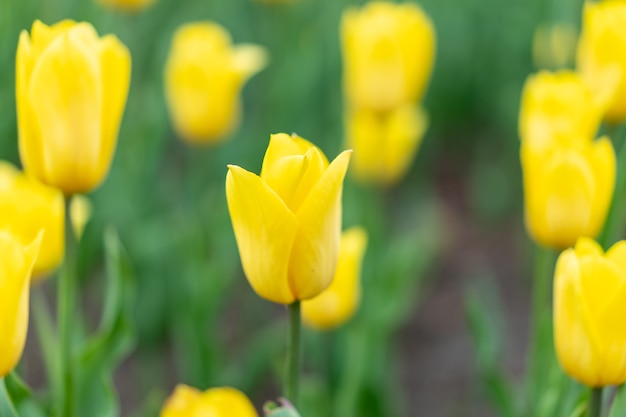Fond de fleurs jaunes en plein air fleurs de saison de printemps Mise au point sélective