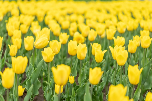 Fond de fleurs jaunes en plein air Fleurs de saison de printemps Mise au point sélective